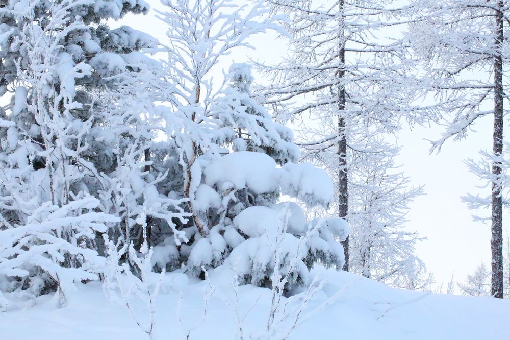 Снежная нежность