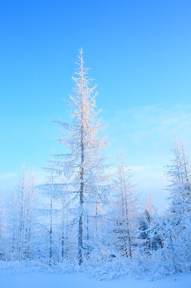 Королева тундры