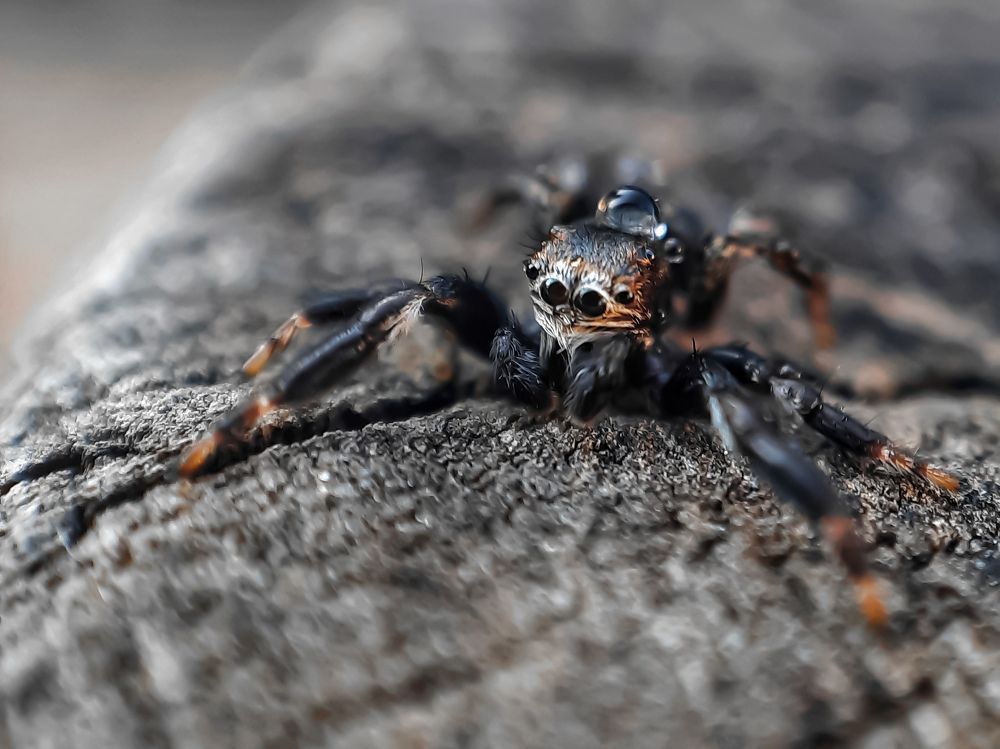 Паук с каплей росы