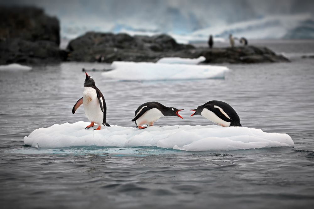 Семейные разборки