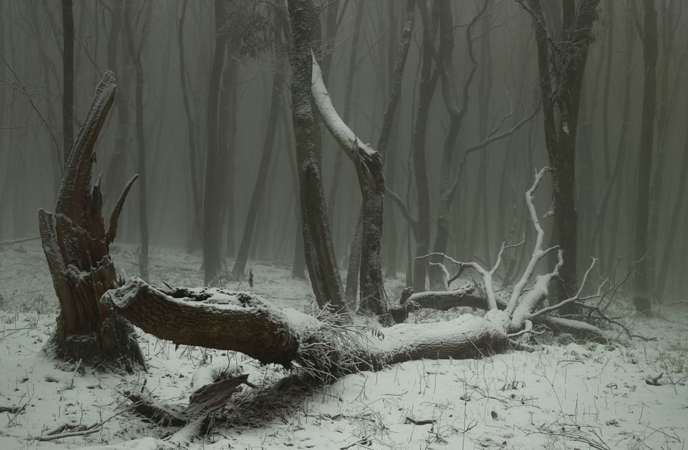 Туманное утро