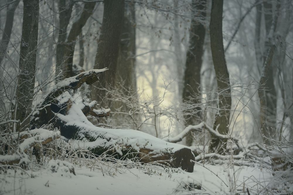 Зимнее утро