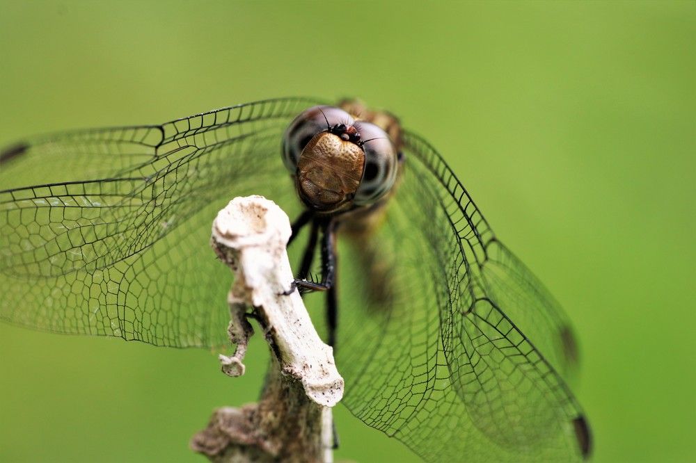 Photograph by Kevin NSI OVONO