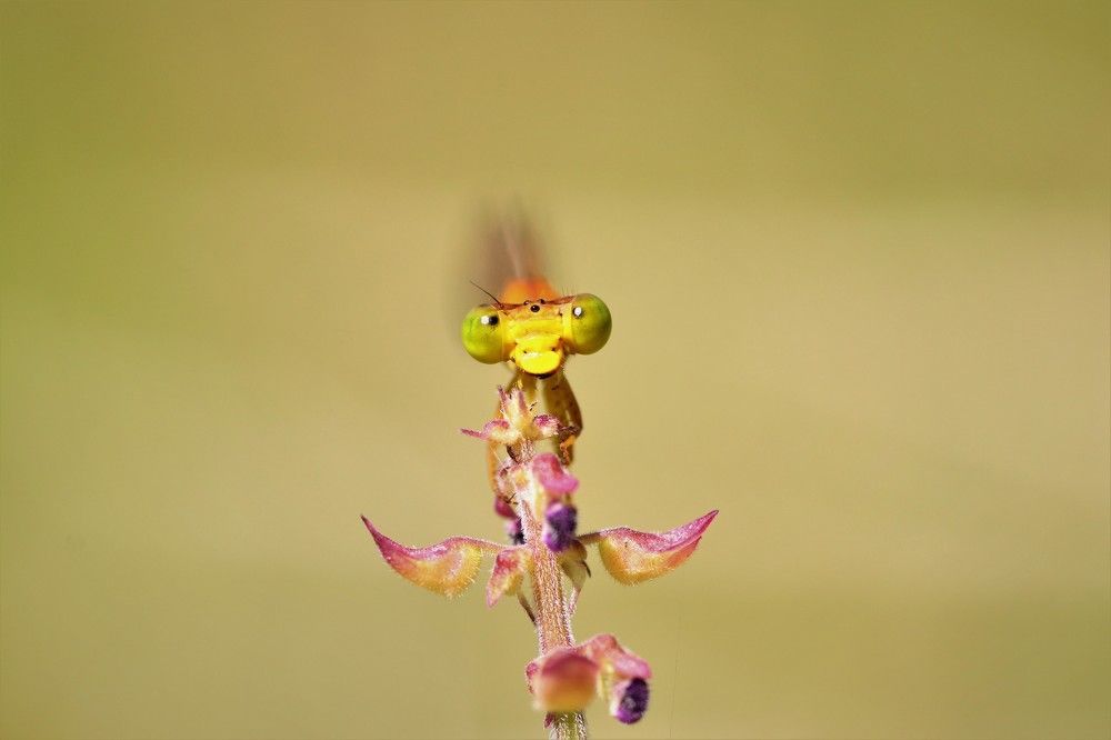 Photograph by Kevin NSI OVONO