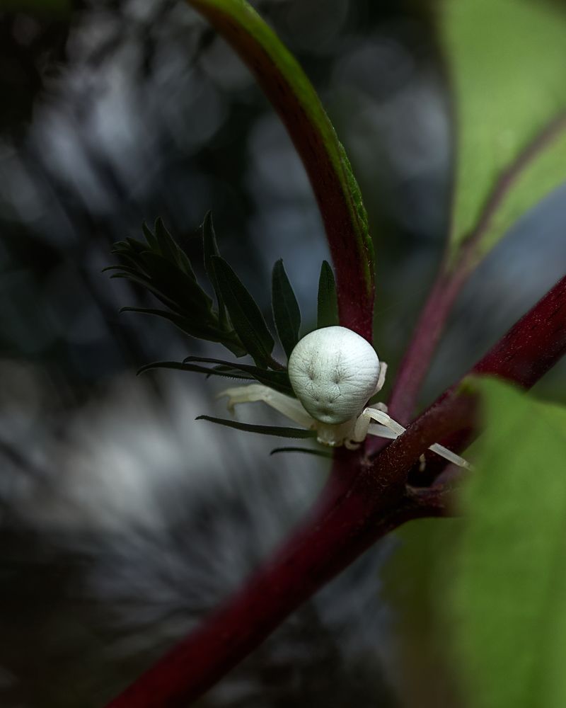Инопланетный паук.