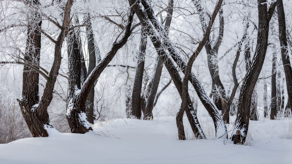 Фотография автора  Гобова Наталья