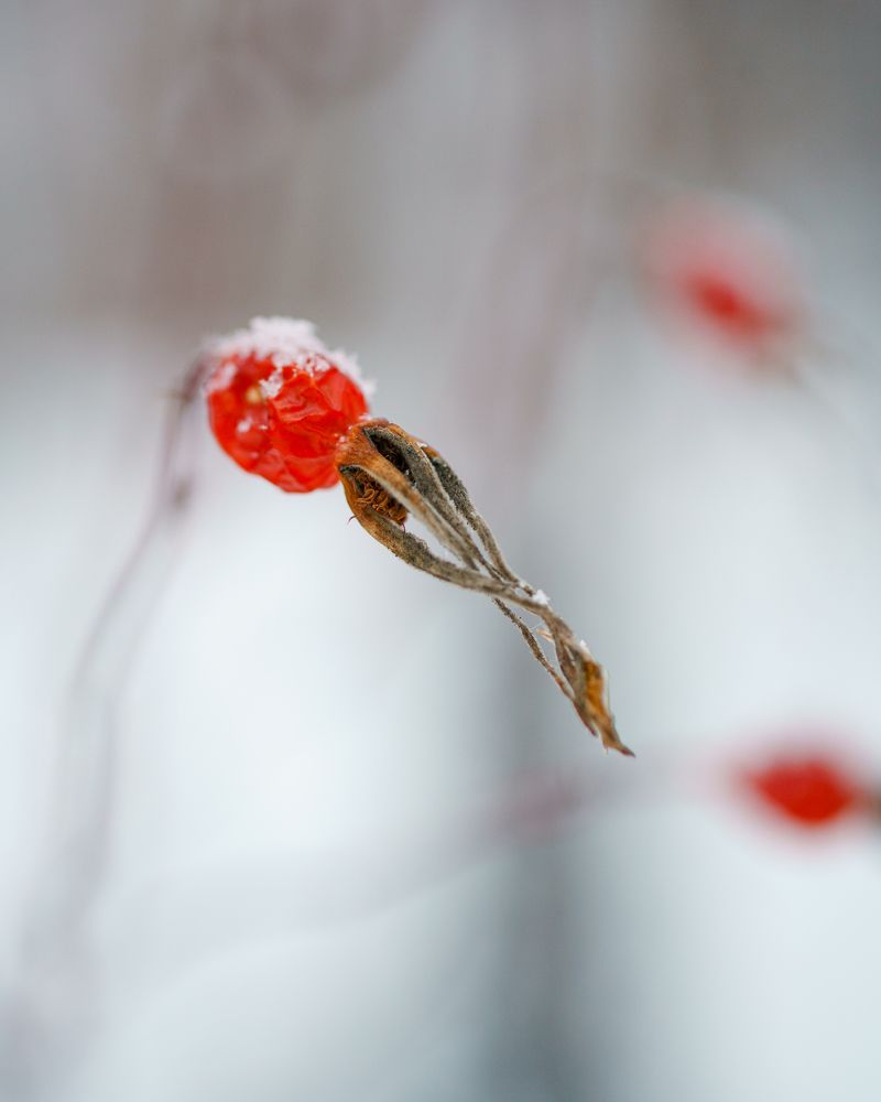 Photograph by Ольга Рачилова