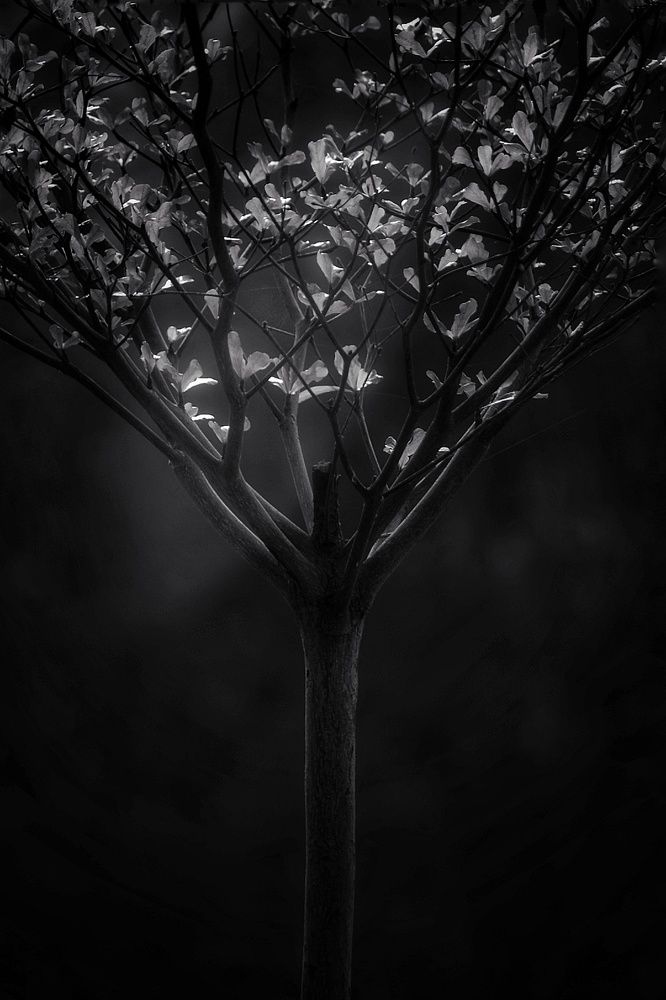 Фотография автора ABHISHEK SHAH