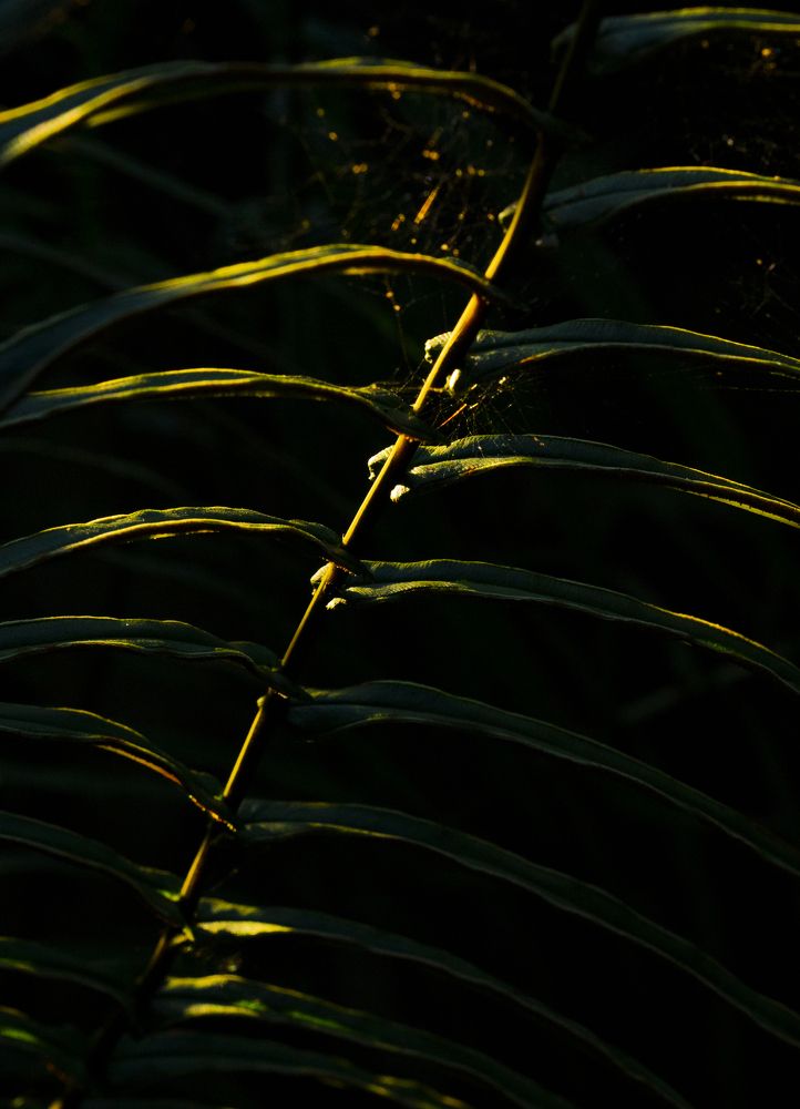 Photograph by LAM VU SON