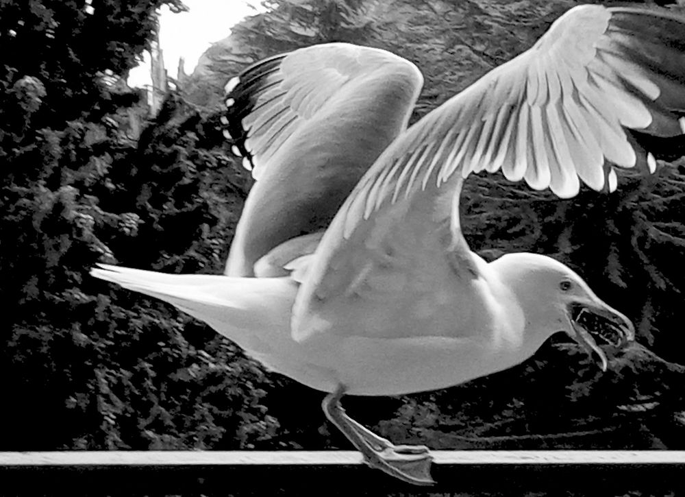 Баклан угощается! А у вас ещё что нибудь есть?