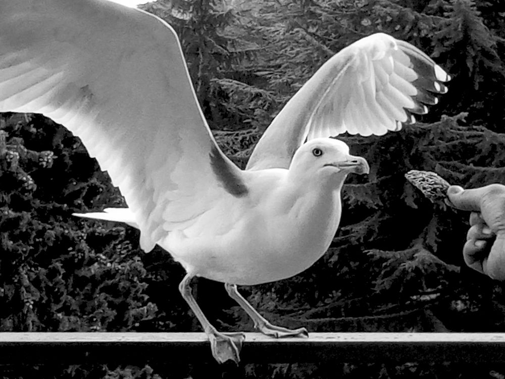 Photograph by Лилия Потравнова