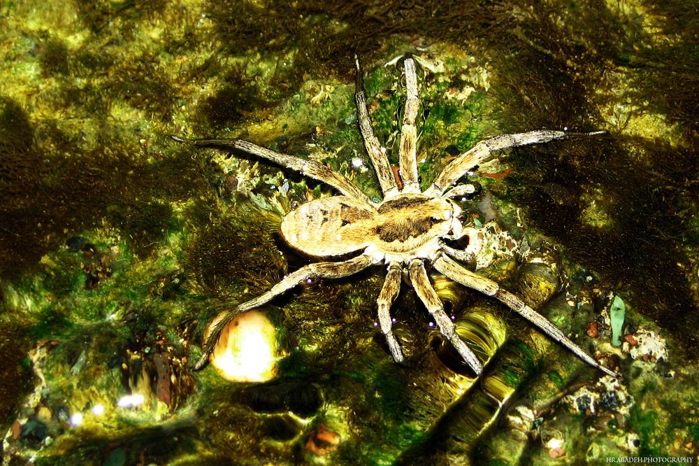Spider  under water