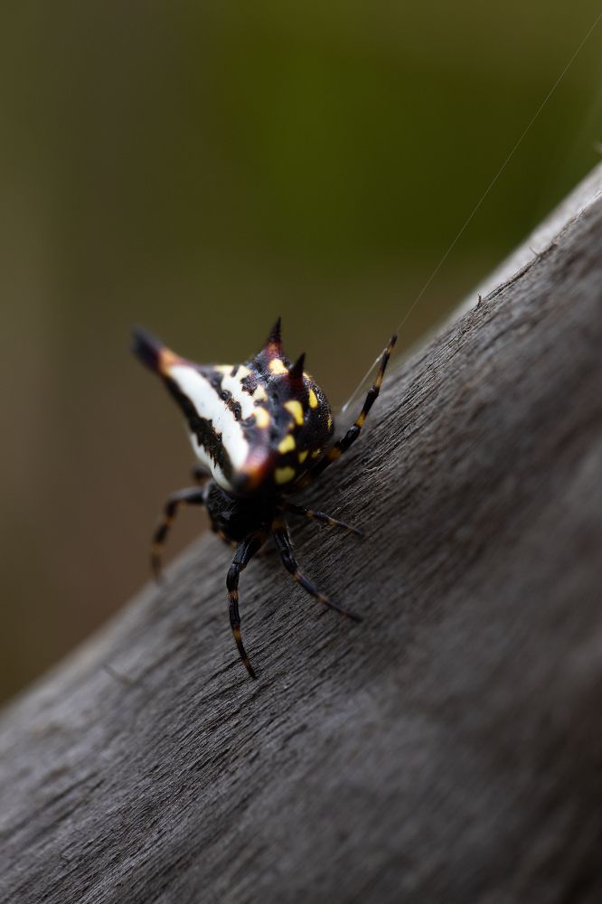 Photograph by vinay abraham mathew