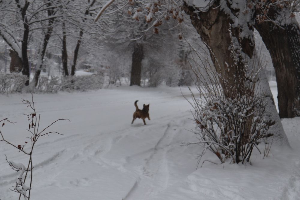 Фотография автора Ashik Hovhannisyan