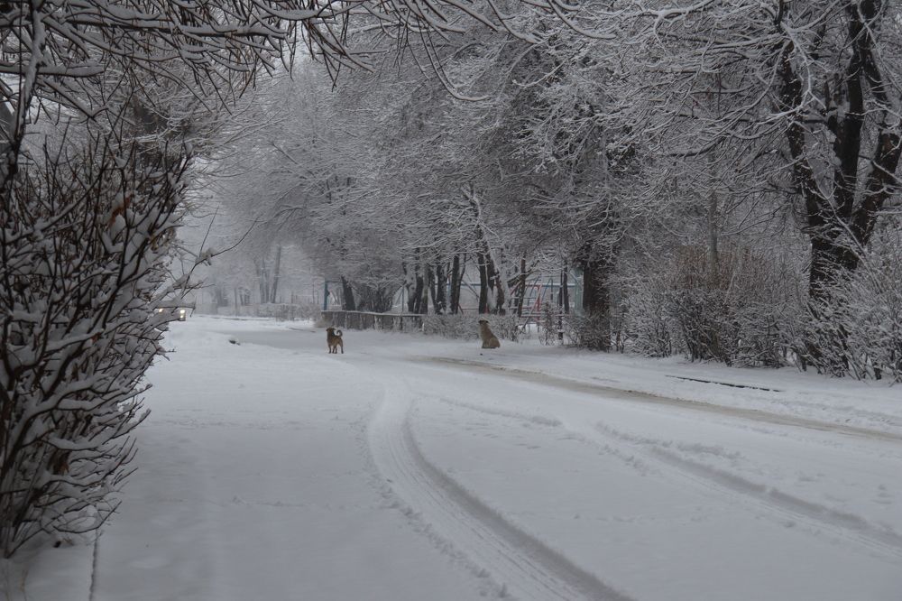 Фотография автора Ashik Hovhannisyan