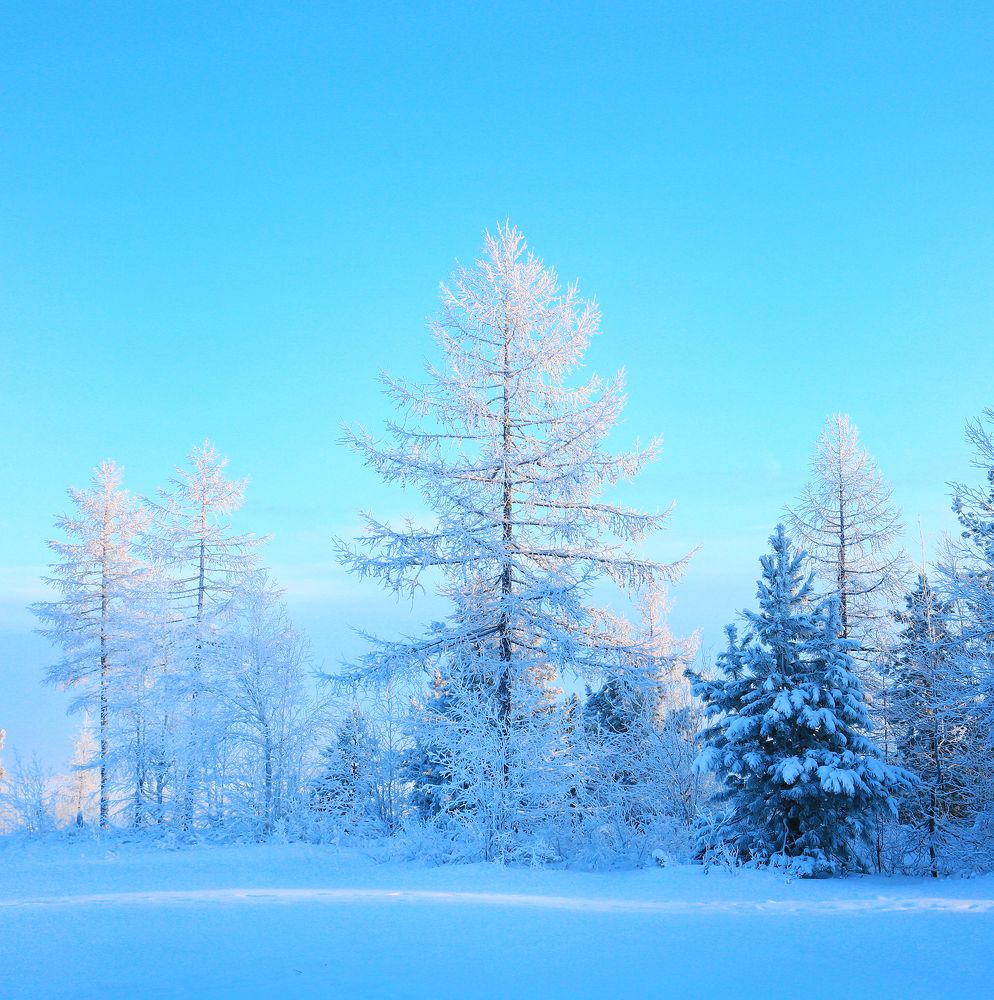 Красавицы лиственницы