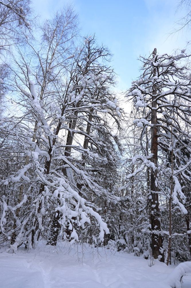 Фотография автора Елена Колосова