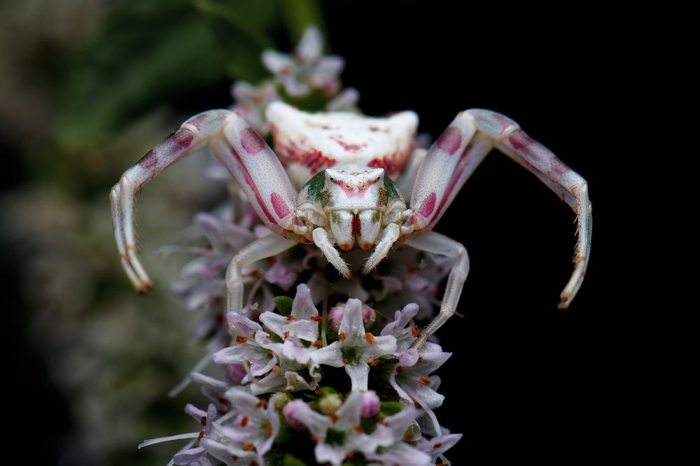 Photograph by Михаил Шпирко