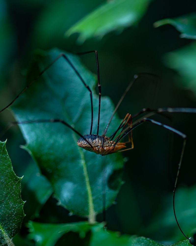 Photograph by René Richard Verona