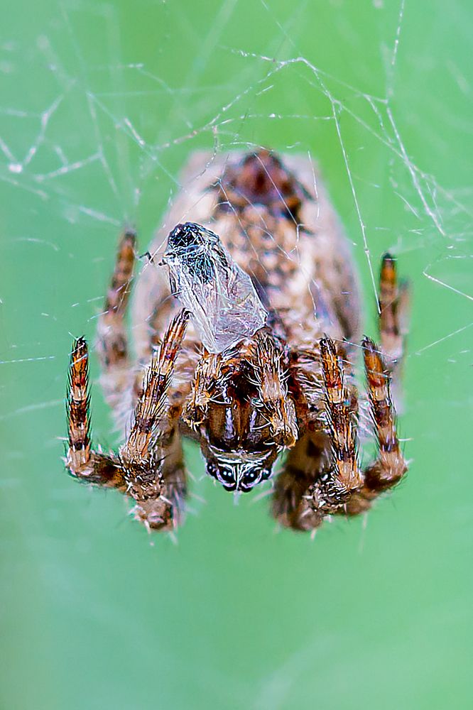 Photograph by René Richard Verona