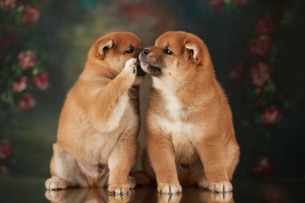 Photograph by Лана Полякова