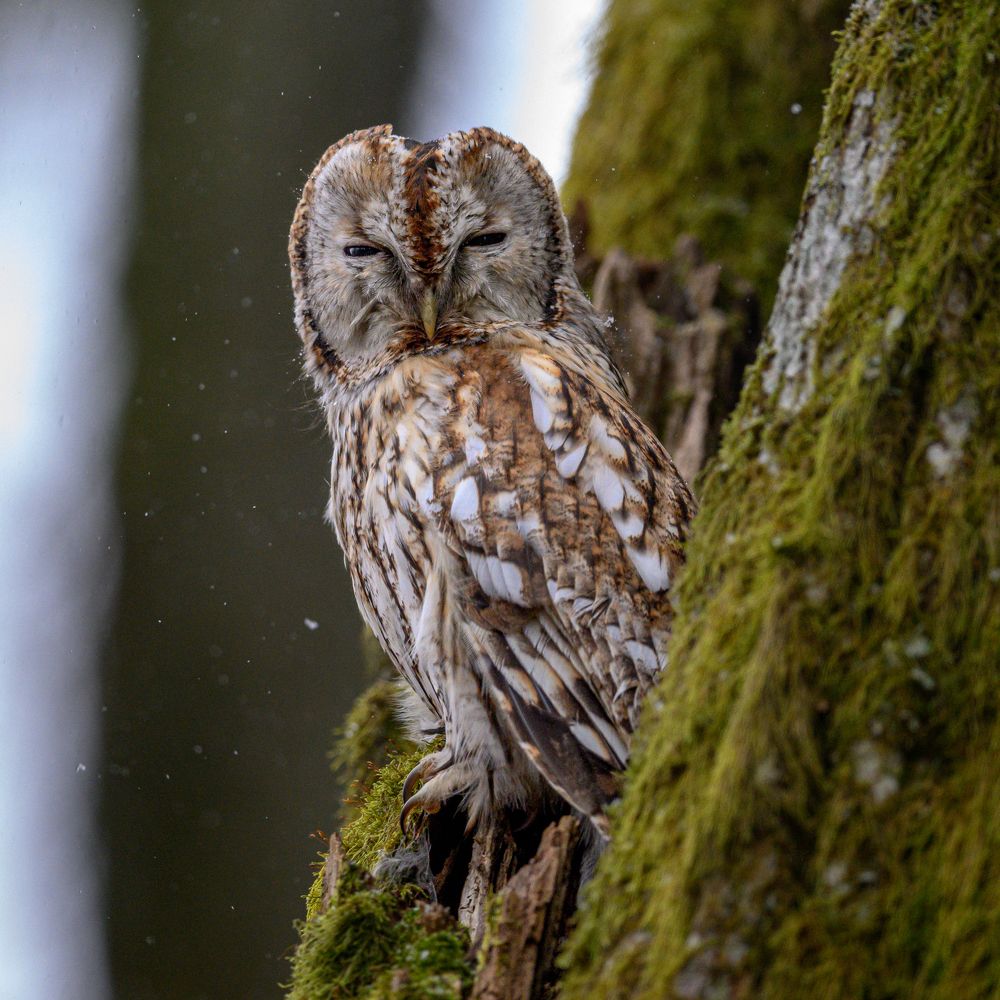 Photograph by Kreicbergs Maris