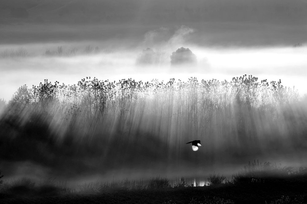 Fog in Hevsel gardens