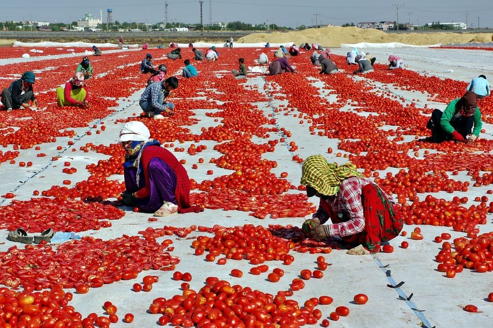 Drying tomatoes