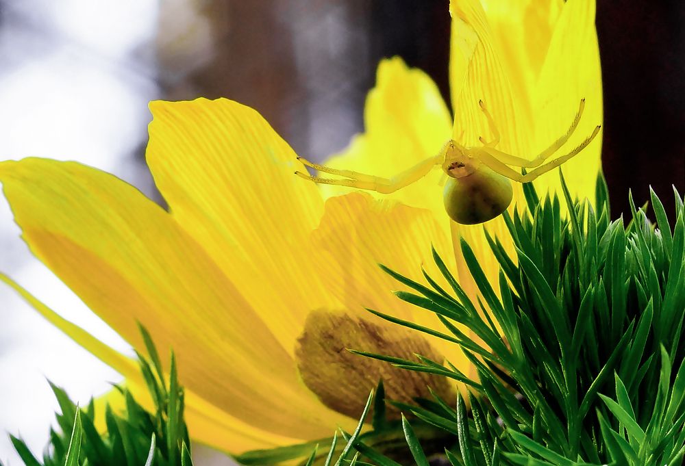 Паук в цветке