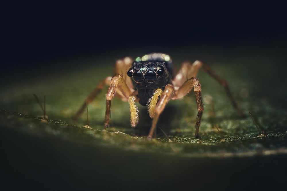 Photograph by Niranjan Baishya