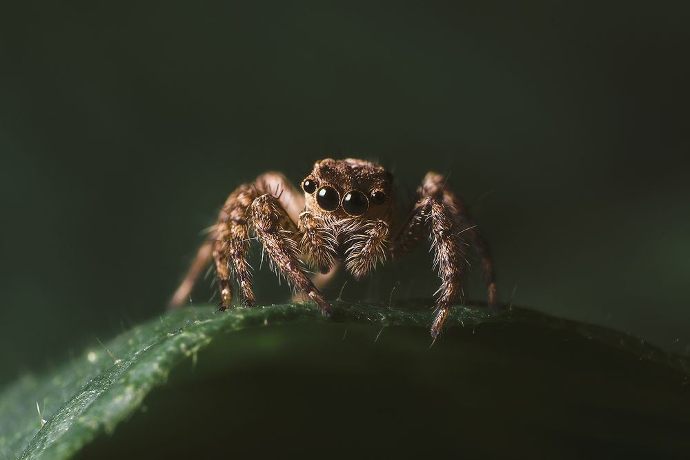 Photograph by Niranjan Baishya