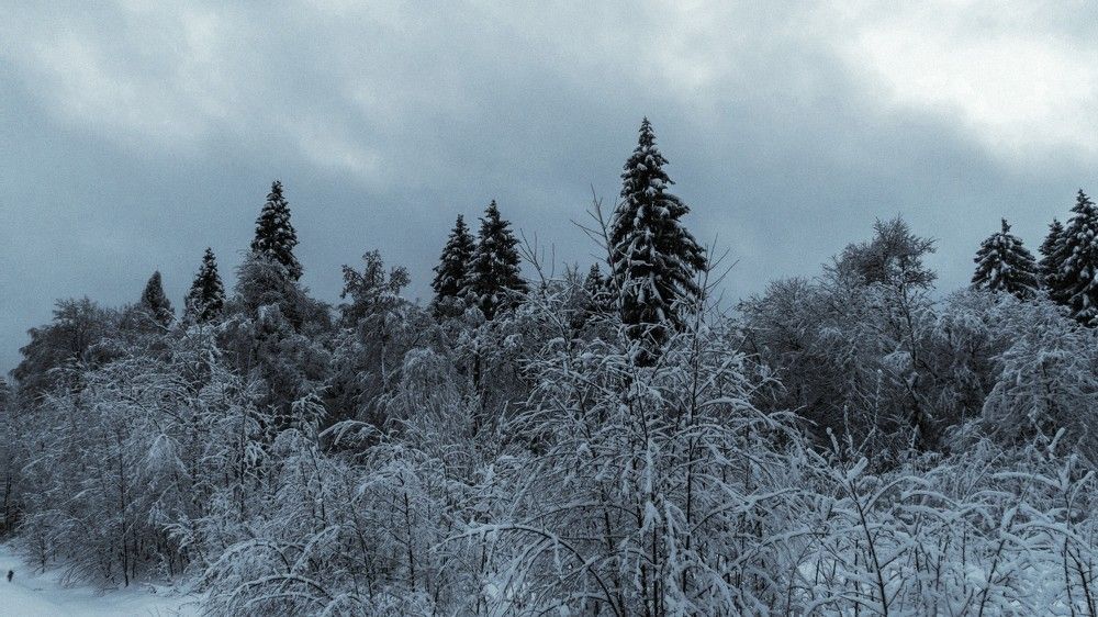 Зимний сон лесов дремучих