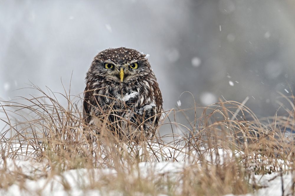 Photograph by Чернобай Анна