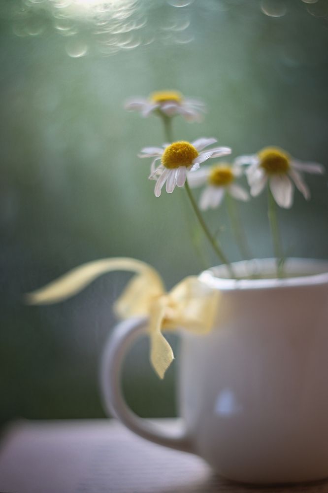 Photograph by Ирина Горюкина