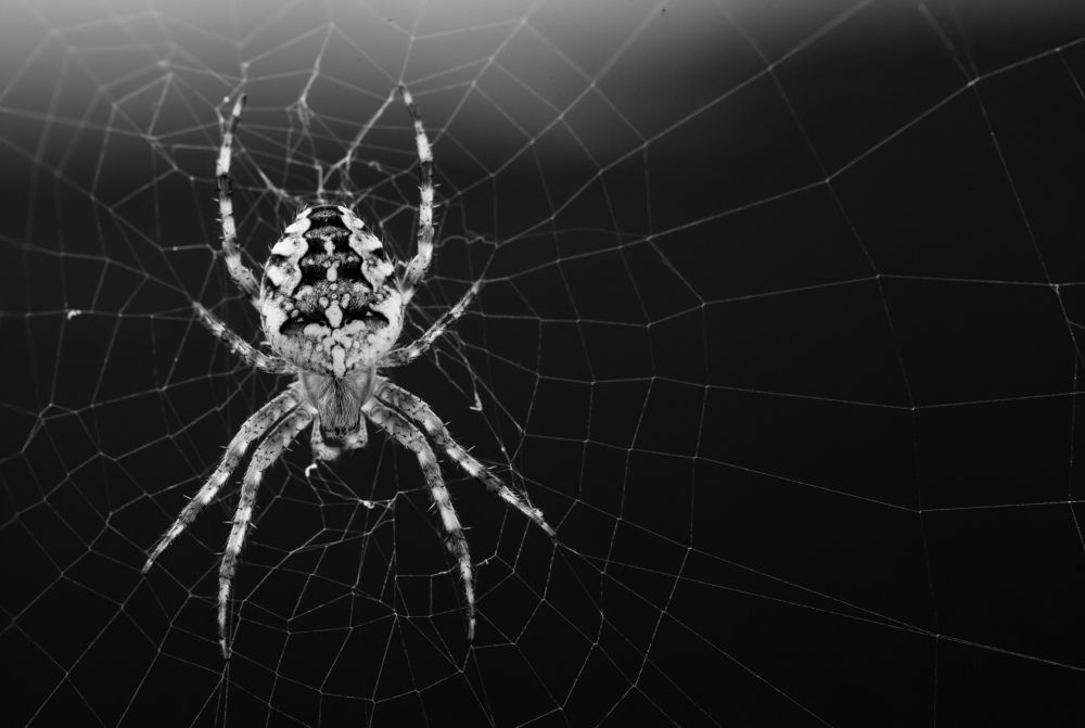 Photograph by Алан Гасымов