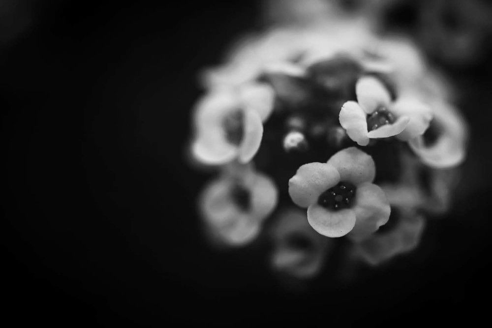 Cinderella scriptor somnium (Cinderella's dream)