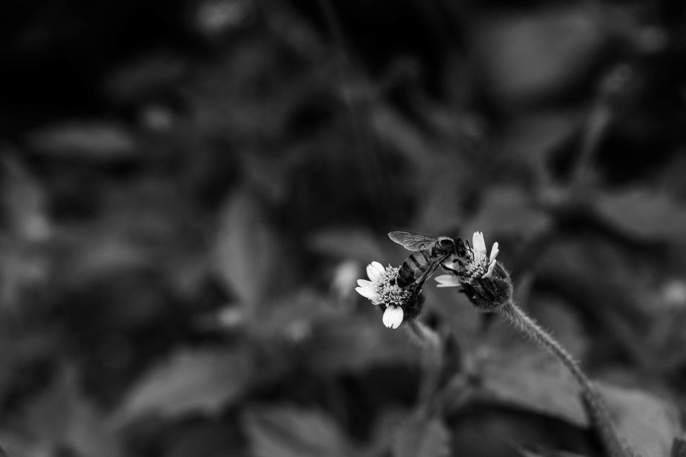 Visitare diem (Visiting day)