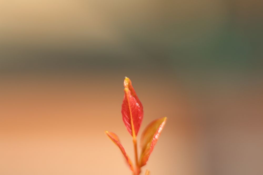 Photograph by Santiago Mata