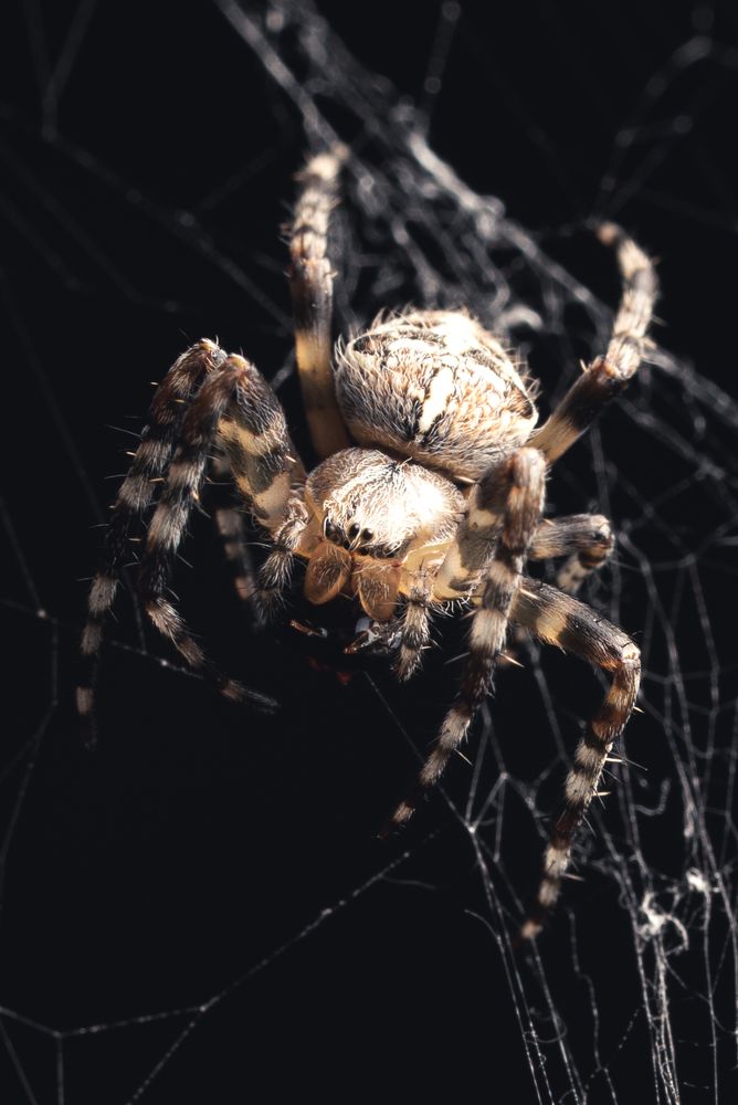 Photograph by Catalin Arcu