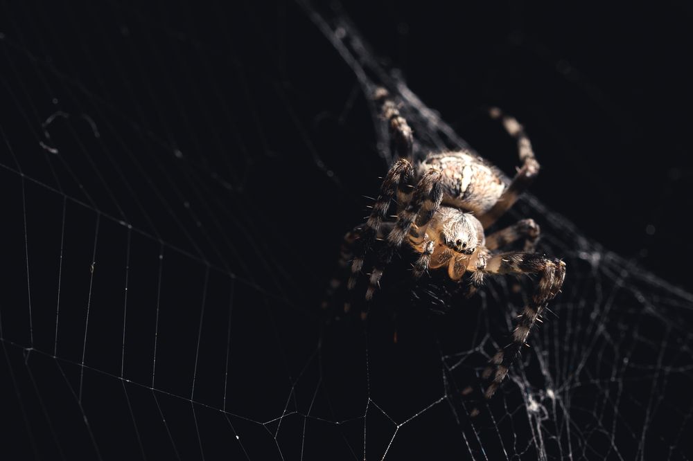 Photograph by Catalin Arcu