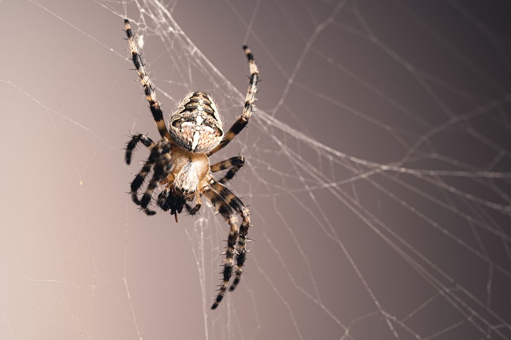 Photograph by Catalin Arcu