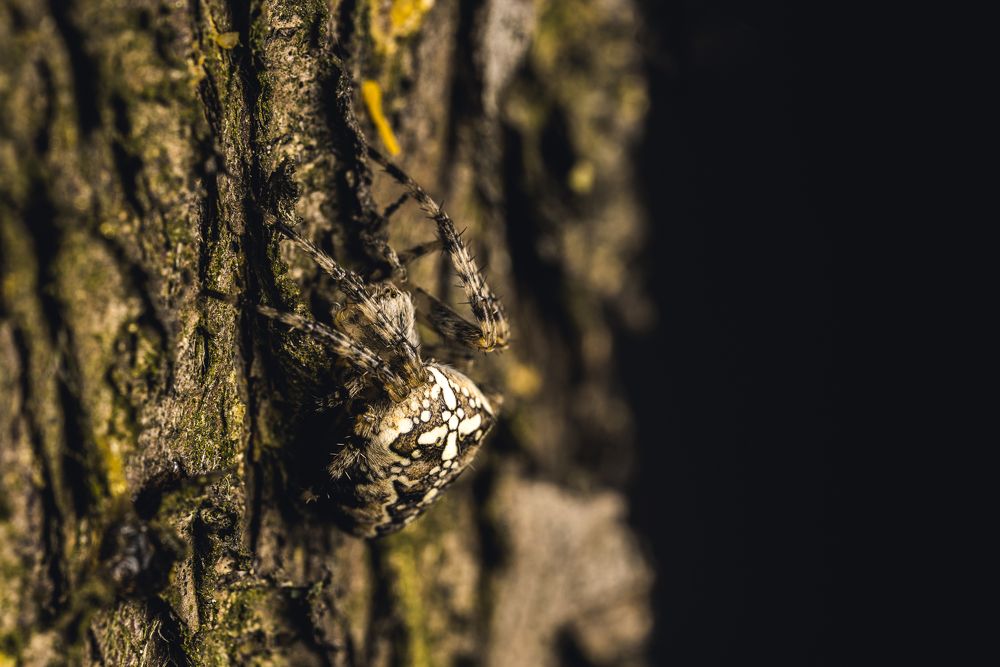 Photograph by Catalin Arcu