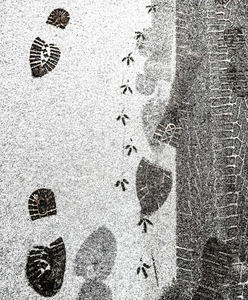 Мобильная фотография