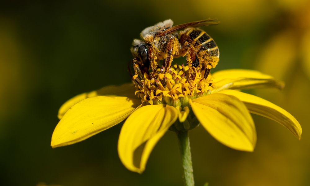 Photograph by Manuel Soto