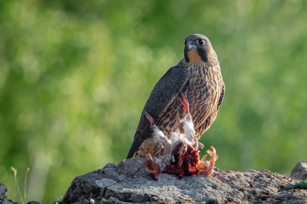 Photograph by Сергей Лебедев