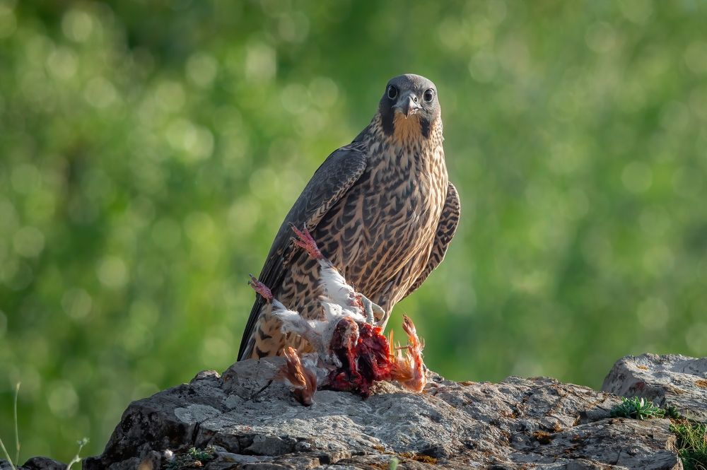 Photograph by Сергей Лебедев