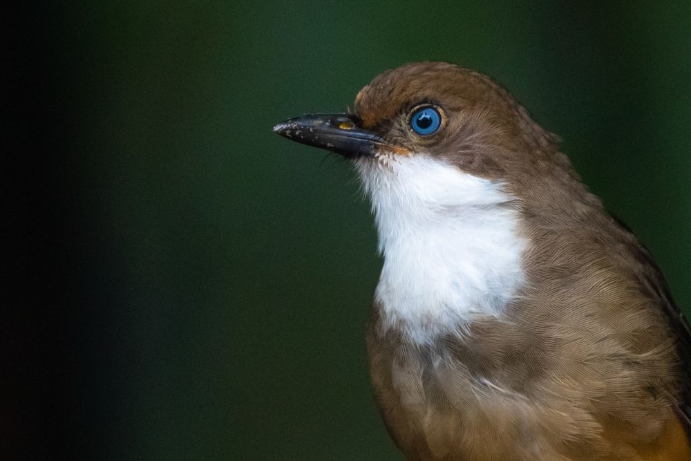 Photograph by Tanmoy Mitra