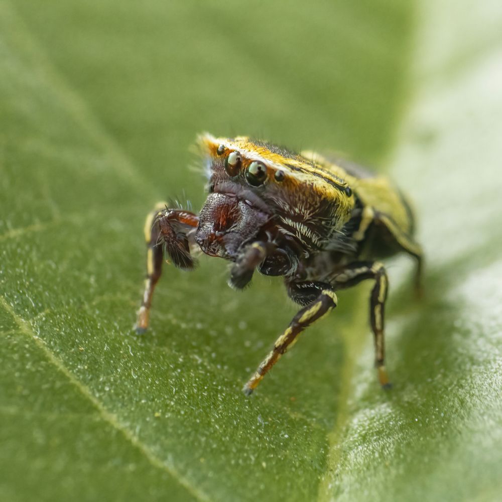 Wasp Mimic Jumping Spider