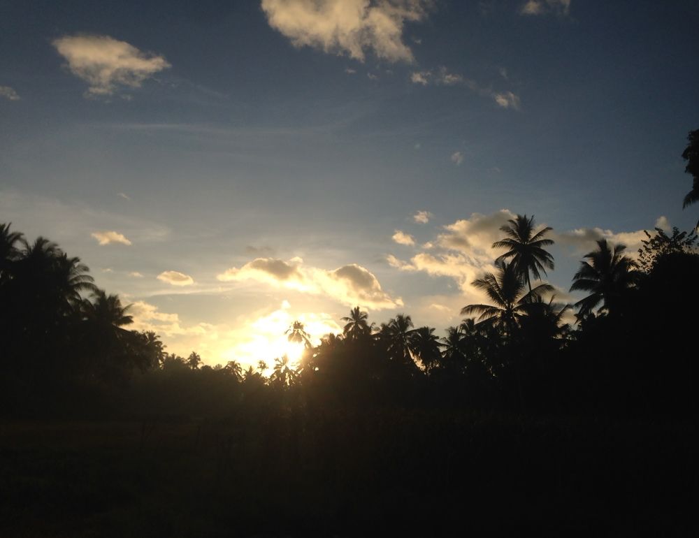 The sun still arise  and The Trees still There