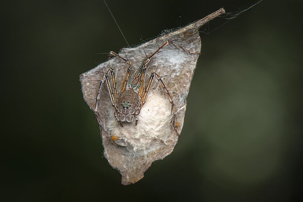 Photograph by Niin Abe